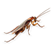 cockroaches.png